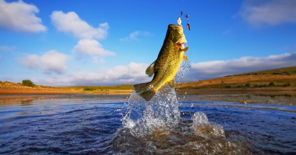 An action shot of a bass fish reeled out of the water by a fishing hook. The background includes a blue sky and a beach.