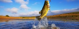 An action shot of a bass fish reeled out of the water by a fishing hook. The background includes a blue sky and a beach.