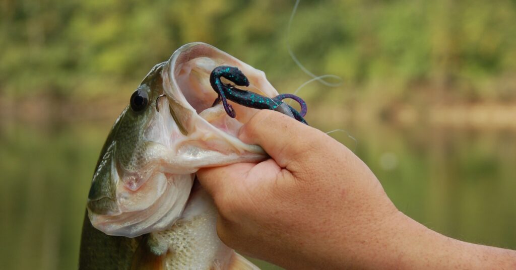 A hand holding a bass fish by its mouth. The bass fish's open mouth includes a fishing hook and bait lure.