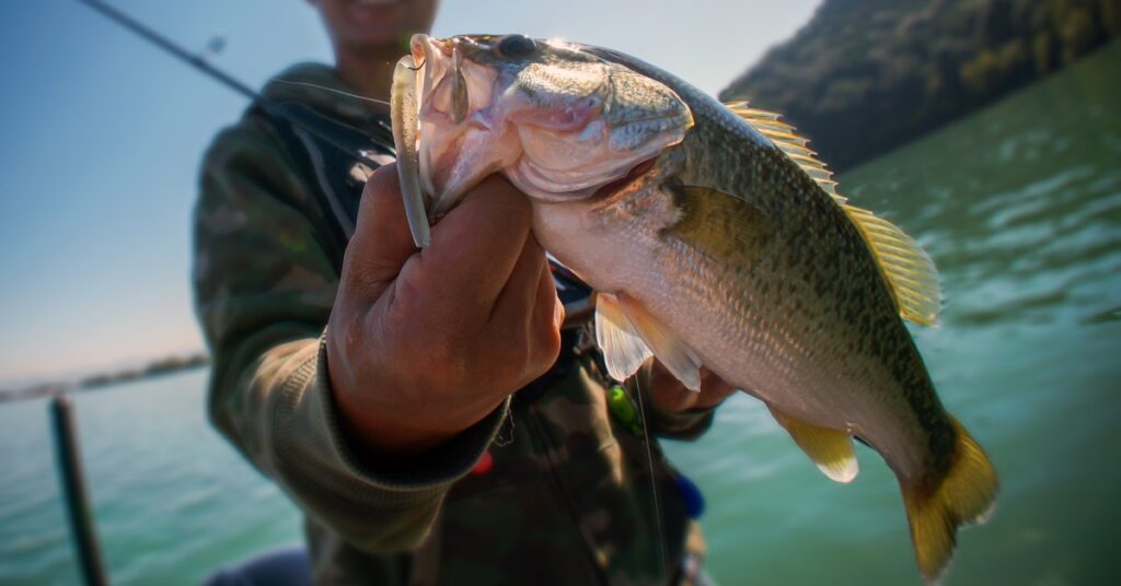 A fisherman holding a bass fish by its mouth up close with the hook and bait still attached and the lake in the background.