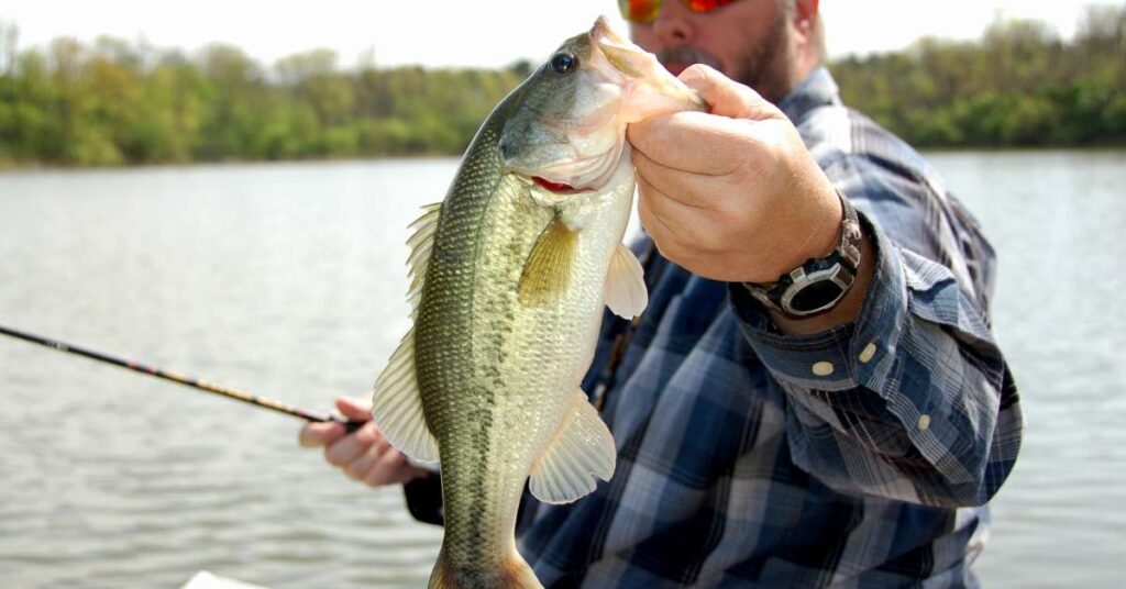 A male bass angler wearing a blue flannel shirt on a boat on a lake holds up a bass by its mouth for a photo.