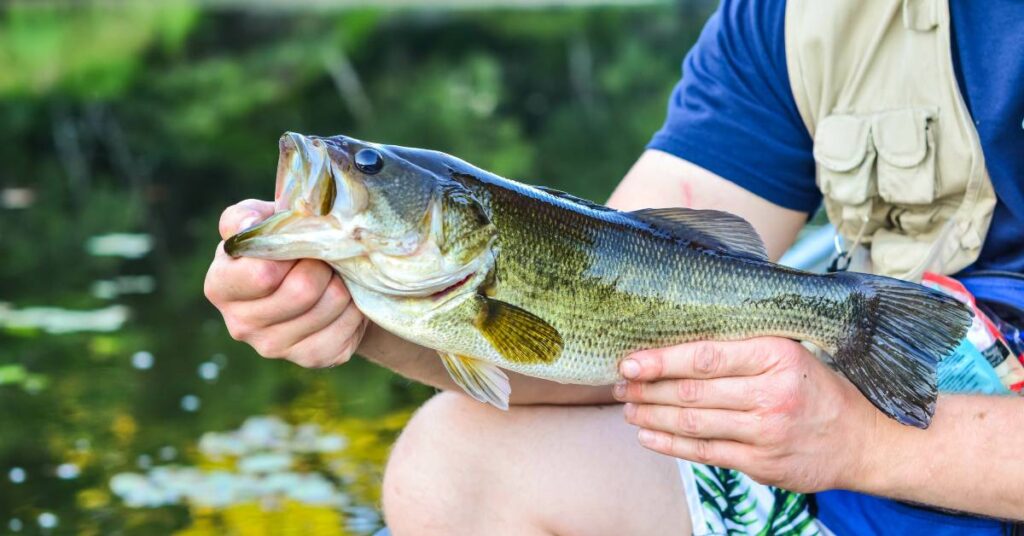 A young boy in a boat on a lake holds a largemouth bass by its mouth sideways to display its size and weight.