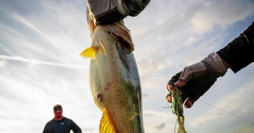 A man with gloves holds a largemouth bass by the gills and a fishing lure while a man watches in the background.