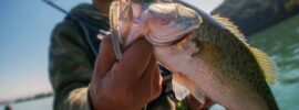 Close-up of a recently caught bass in a fisherman's hand. The person stands in the background and holds a fishing pole.