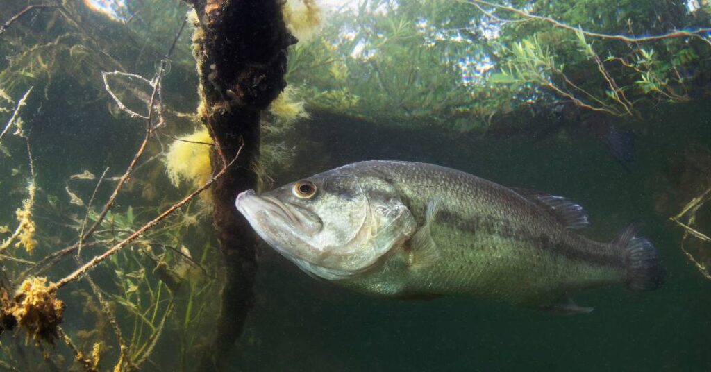  A largemouth bass swims underwater near the surface. The fish is next to a stick that lies beneath the surface as well.