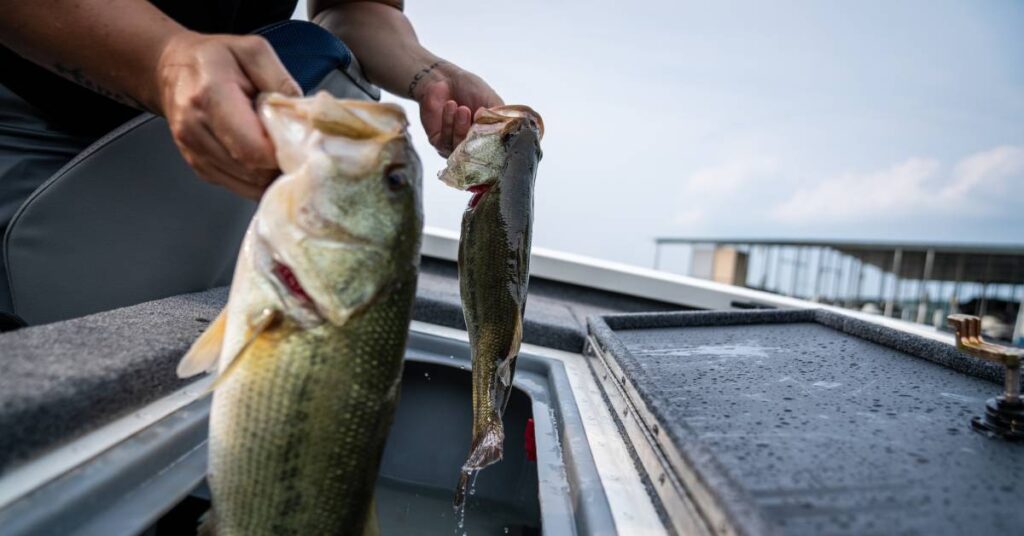 A person holds two largemouth bass fish with each of their hands while they sit in their fishing boat.