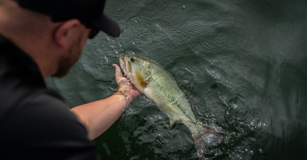 An over-the-shoulder view of a fisher reaching into the water and holding a largemouth bass in their hand.