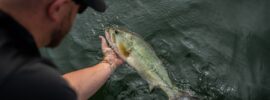 An over-the-shoulder view of a fisher reaching into the water and holding a largemouth bass in their hand.