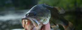 A close-up of a hand holding a bass by the mouth in front of the background of a lake and green trees.