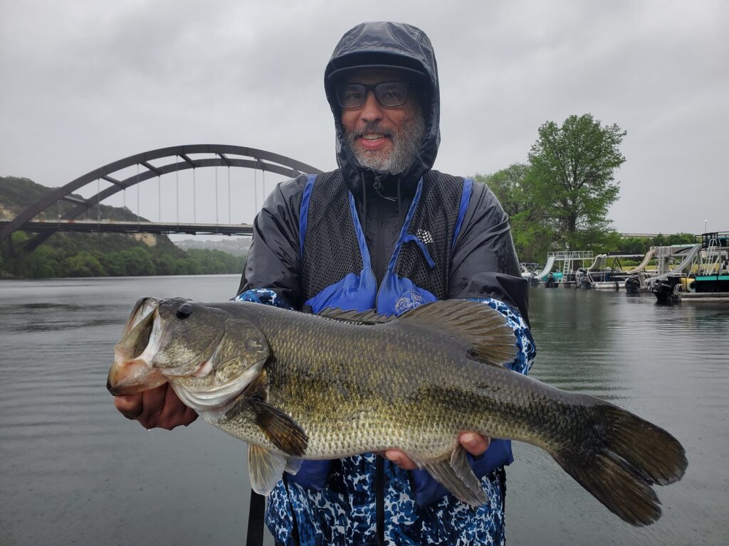 Large largemouth bass caught on Lake Austin in Texas during a rain storm using a wacky-rigged Senko along shallow grasslines near bridge structure