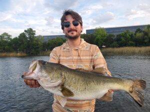 Client holding a large post-spawn largemouth bass caught on Lady Bird Lake in May 2026 using a drop-shot rigged finesse worm around shallow submerged vegetation.